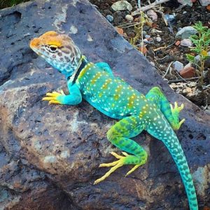 Collared Lizard at Wupatki - Nate Loper